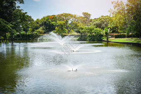 绿公园水池中的喷泉图片