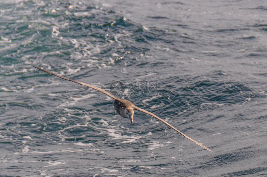 南方巨型海燕Macronectesgiganteus在南大西洋上空盘旋图片