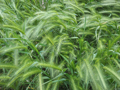 hordeummurinum又名墙大麦或假大麦草植物背景图片