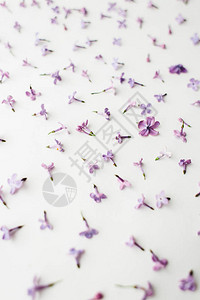 白色背景上丁香紫色花朵的质地图片
