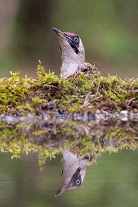欧洲绿木鸟Picusviridis图片
