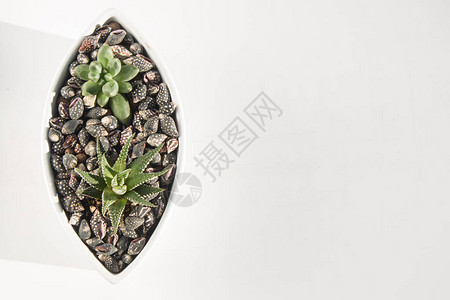 陶瓷锅中的小型succulents图片