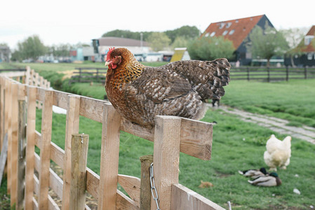 家鸡坐在村里的篱笆上背景图片