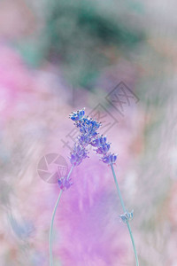 两朵美丽的彩色紫蓝色小花图片