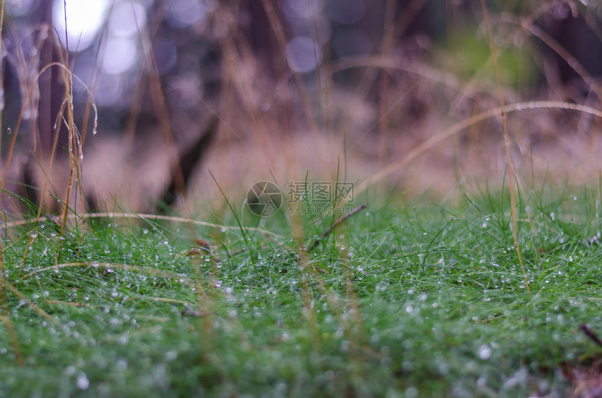 草与雨滴细节视图图片