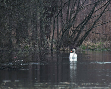 疣鼻天鹅漂浮在湖中的树木附近图片