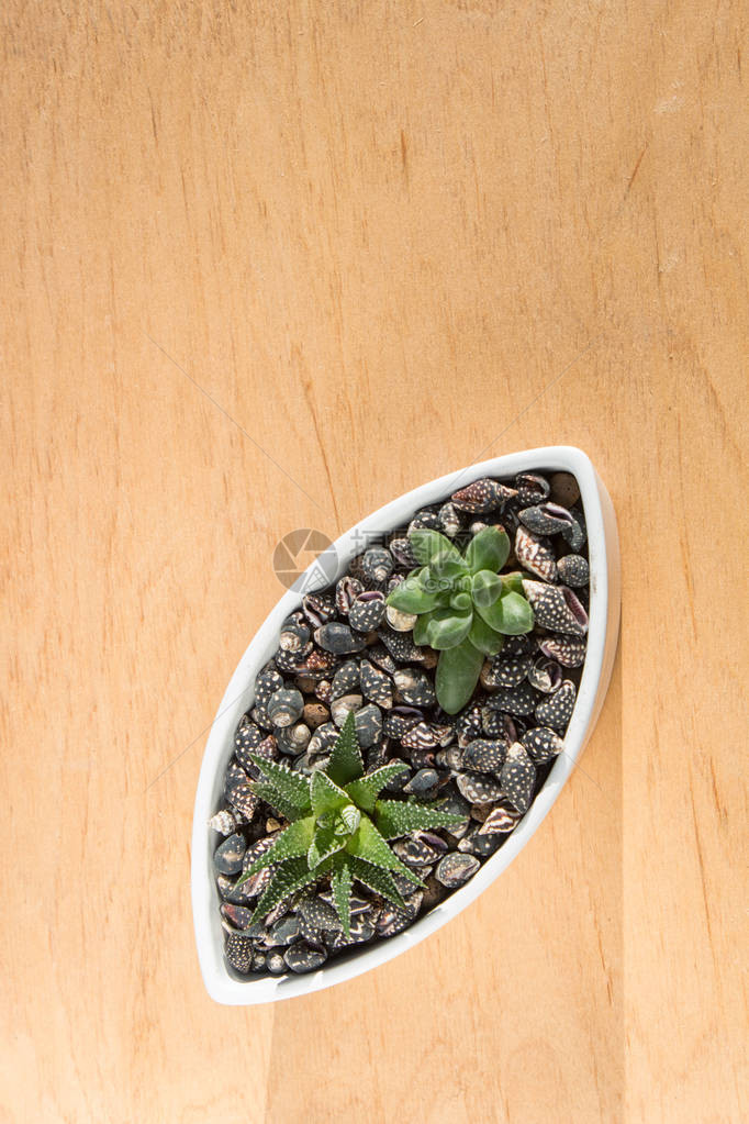 陶瓷锅中的小型succulents在木制背景和复制空图片
