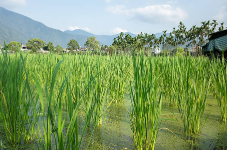 在南图Nantou有水的竹子zizanialatifo图片