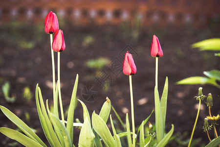 红色郁金香鲜花婚礼背景图片