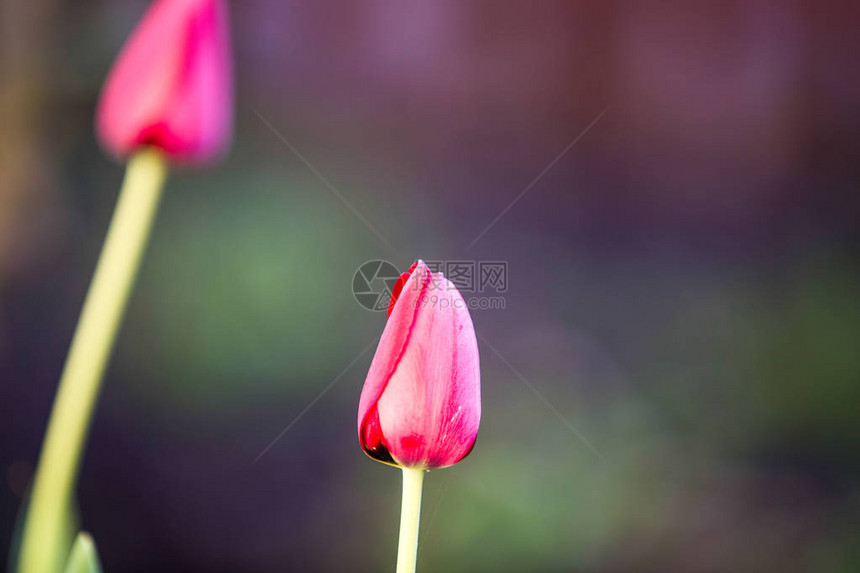 红色郁金香鲜花婚礼背景图片