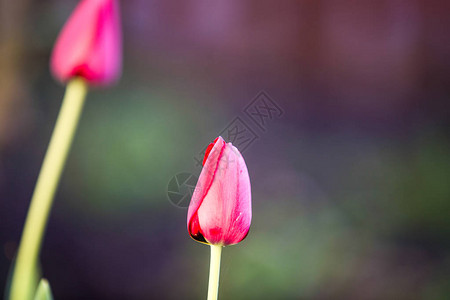 红色郁金香鲜花婚礼背景图片