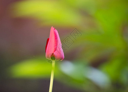 红色郁金香鲜花婚礼背景图片