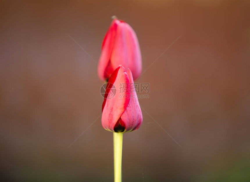 红色郁金香鲜花婚礼背景图片