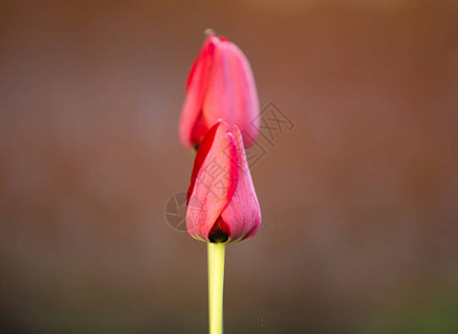 红色郁金香鲜花婚礼背景图片