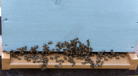 蜂巢入口处的蜜蜂群图片