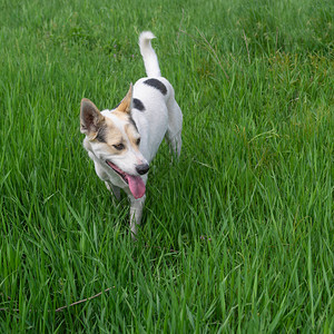 年轻混合品种的白狗在高春草地边背景图片