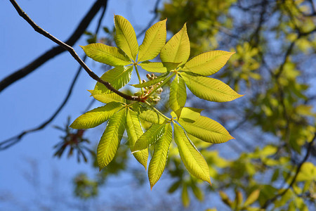 黄色七叶树拉丁名AesculusflavaAesculusoct图片