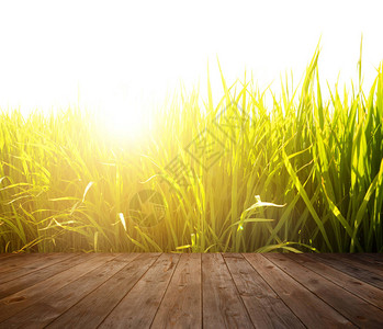 日出时稻田的木地板图片