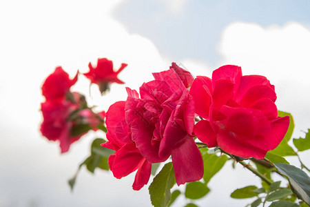 花园的玫瑰灌木和红花图片