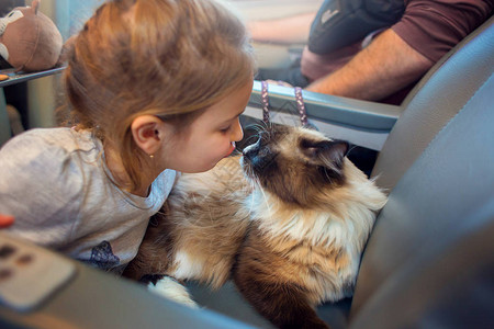同路人女孩亲吻躺在火车客座椅上的猫她叫着小背景