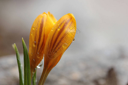 黄色番红花和雨滴图片