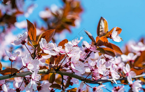 樱花盛开的春天花园樱花的娇嫩花朵图片