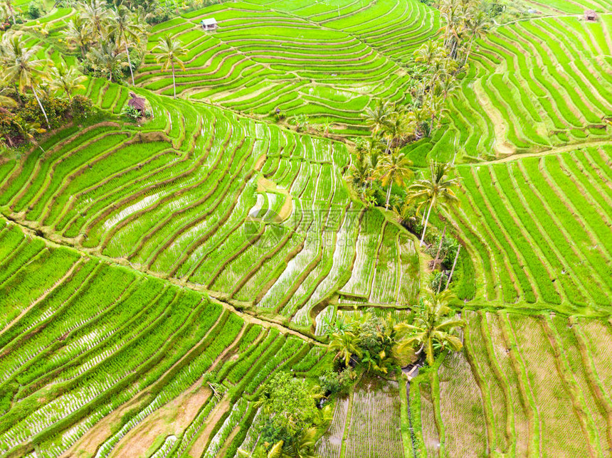 印度尼西亚巴厘的Jatiluwih水稻梯田和种植场无人观看图片
