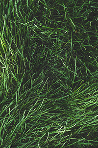 绿草天然背景质地夏季草图片