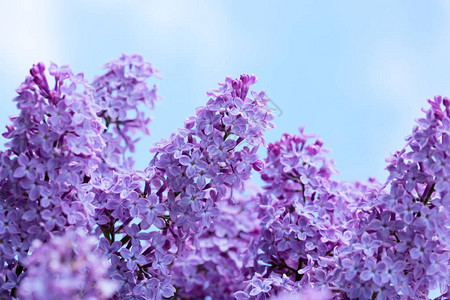 紫色的花丛在春日开花鲜花的朵在图片