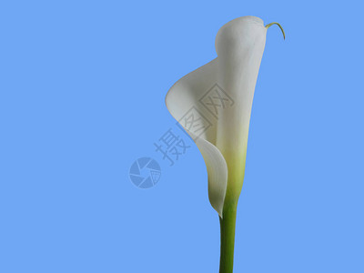 蓝色背景的美丽温柔的白花Lily分离图片