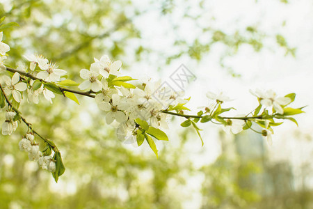 白花樱桃树图片