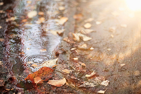 公园的秋天雨图片