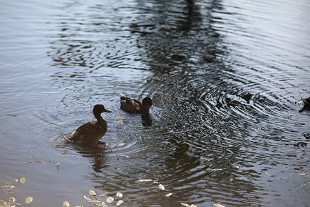 池塘里的小水禽春天公园里图片