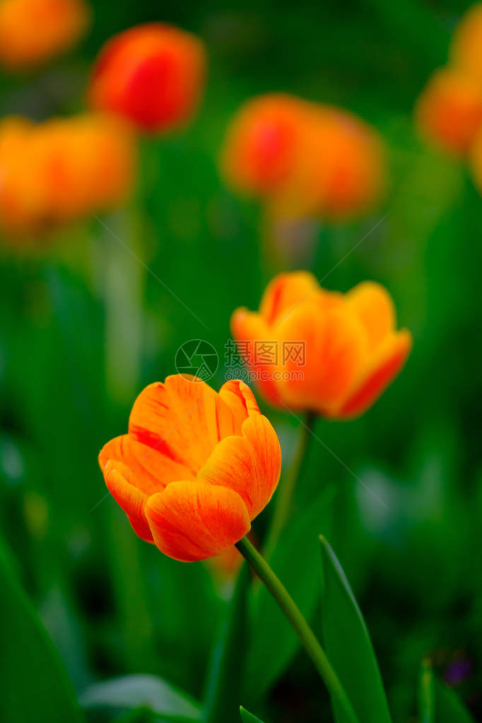 花田里美丽的橙色郁金香图片