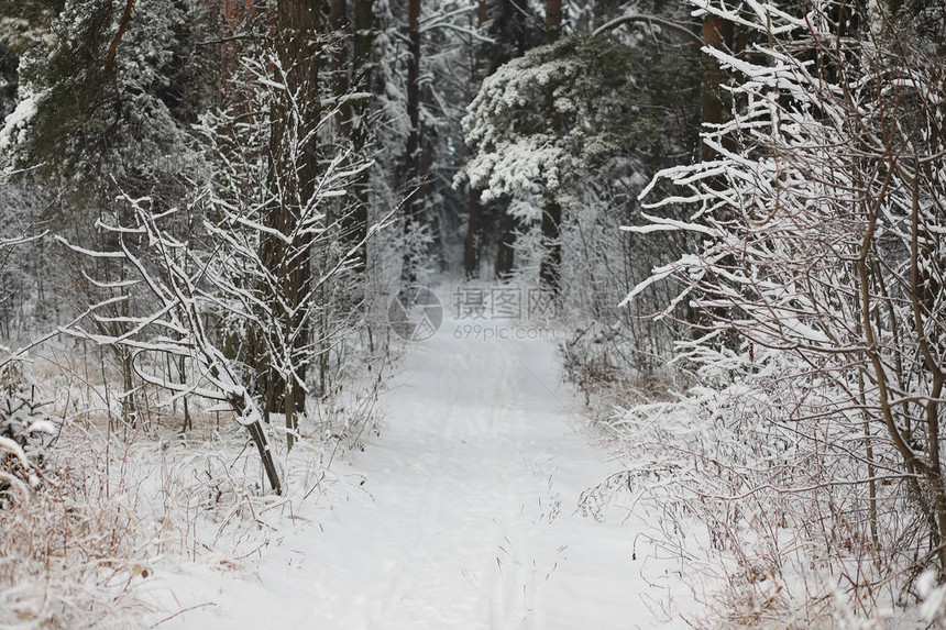 冬天风景雪下的森图片