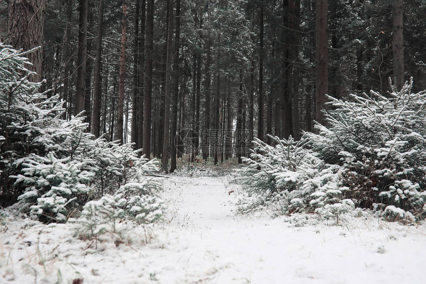 冬季森林阳光明媚的日子里的冬季森林景观森林里白雪覆盖的树木和圣诞树雪下的树枝恶劣的下雪图片