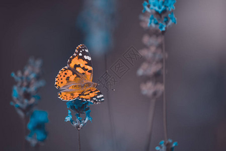 蓝花上的橘子小蝴蝶模图片