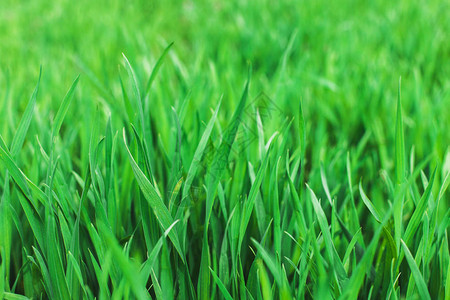 绿色草新背景春季夏季自然软焦图片