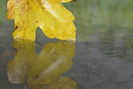 一片秋叶触水图片