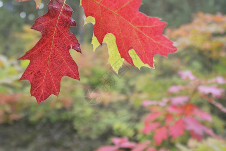 秋天的彩色树关闭图片