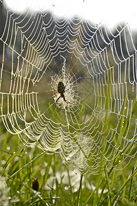 日出时有露珠的蜘蛛网图片