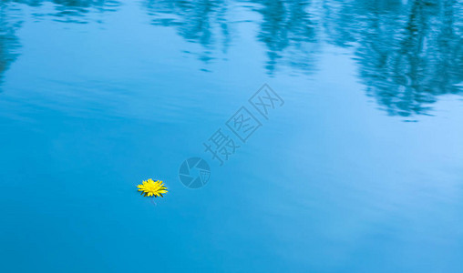春天水中漂浮的蒲公英单花图片