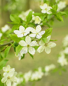 白花樱桃树图片