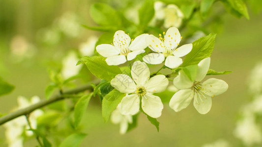 白花樱桃树图片