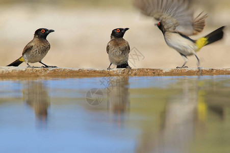 红眼鹎和南方蒙面织布工非洲野鸟背景自然美图片