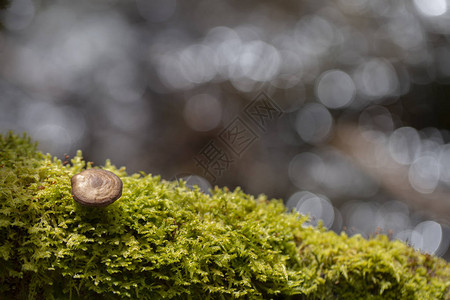 林中树上的蘑菇和苔在图片