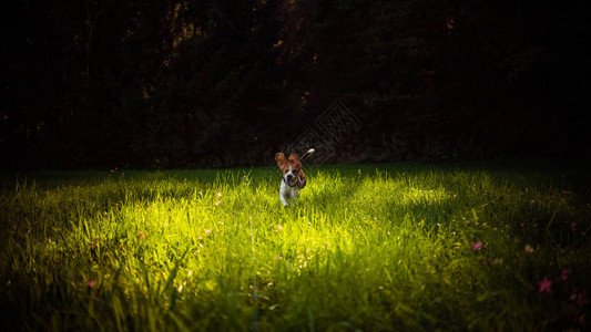 狗比格在夏日的草原田地上以舌头向照图片