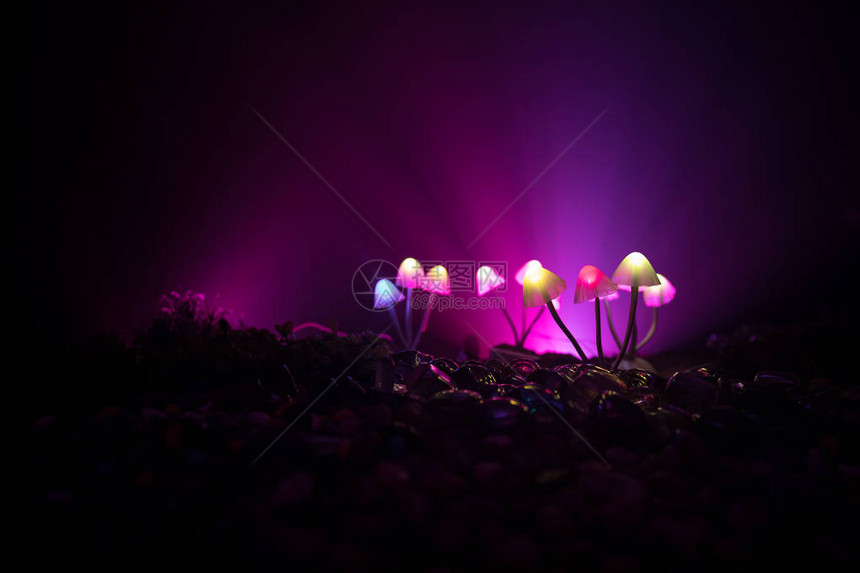 在神秘的黑暗森林特写中幻想发光的蘑菇神奇蘑菇或灵魂在化身森林中迷失的美丽微距镜头背景上有雾的灯图片