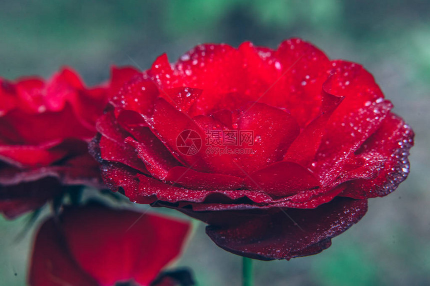 夏季雨后美丽的红玫瑰花朵背景与开花的猩红色玫瑰鼓舞人心的天然花卉春天盛开的花园或公园图片