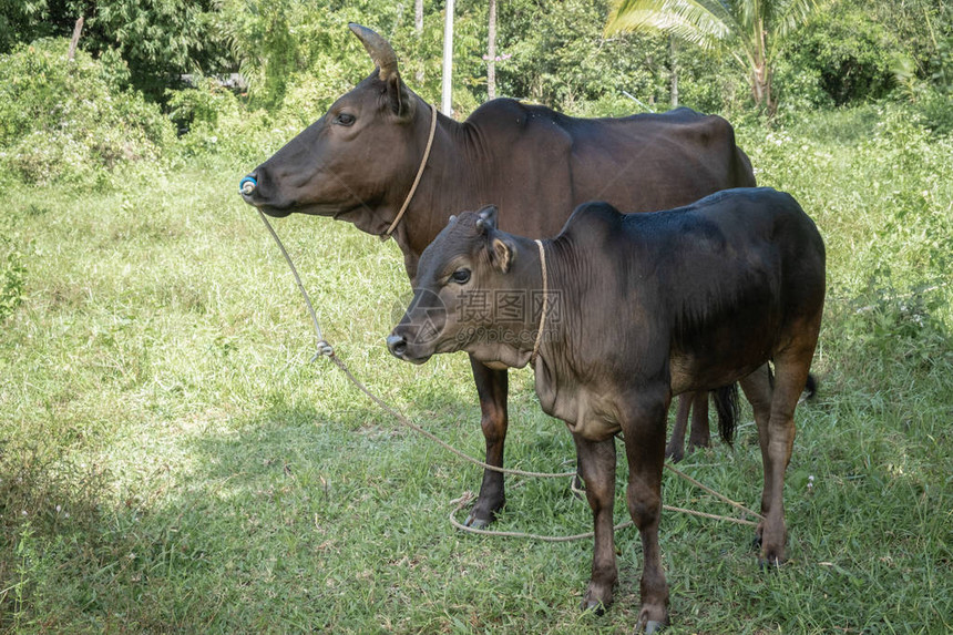 两头牛一起站在绿色的田野里图片